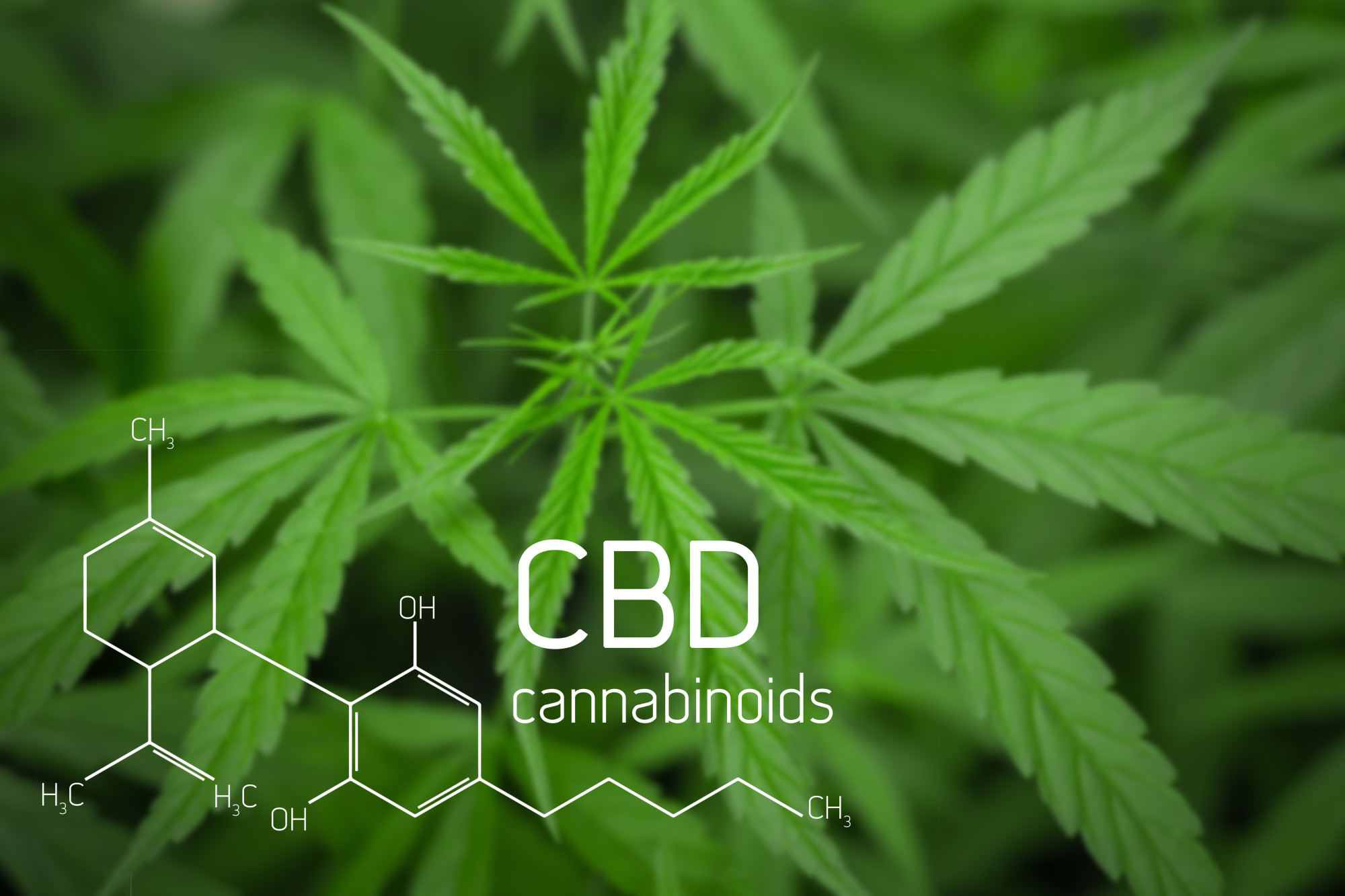 Discover the latest trends and insights in the CBD and cannabis industry